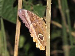 Caligo uranus