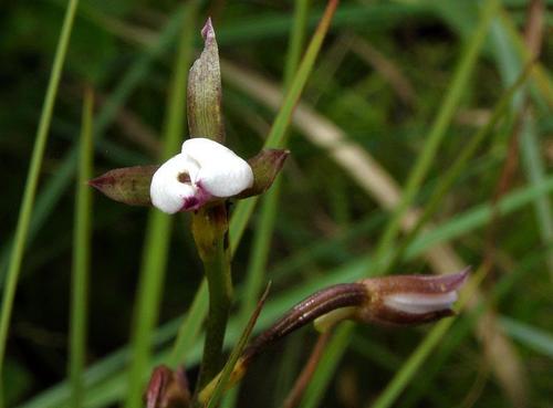 Eulophia hians var. nutans image