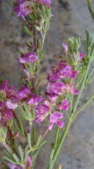 Indigofera pappei
