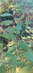 Spiraea media