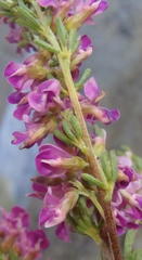 Indigofera pappei
