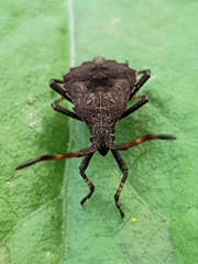 Coreus marginatus