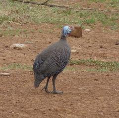 Numida meleagris mitratus