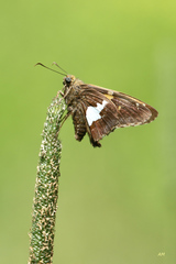 Epargyreus clarus