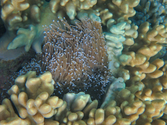 Euphyllia glabrescens