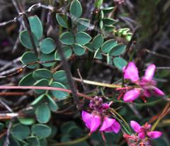 Indigofera karooica