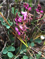 Indigofera karooica
