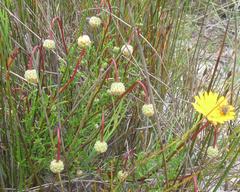 Ursinia rigidula