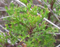 Ursinia rigidula