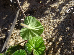 Pelargonium australe