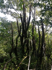 Pilosocereus gaumeri