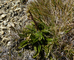 Anisotome flexuosa
