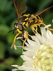 Chrysotoxum festivum