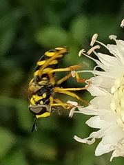 Chrysotoxum festivum