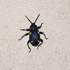 Eumorphus assamensis