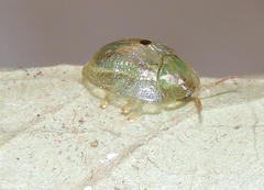 Cassida unimaculata