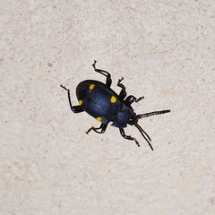 Eumorphus assamensis