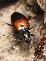 Bembidion varicolor