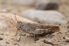 Bryodemella tuberculata
