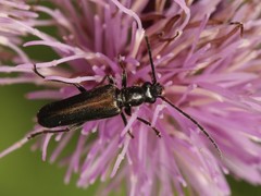Anogcodes rufiventris