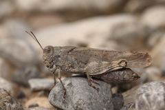 Bryodemella tuberculata