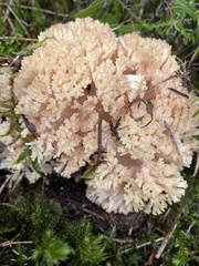 Ramaria flava