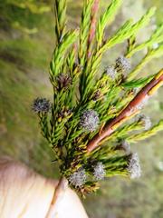 Leucadendron corymbosum