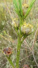 Leucadendron corymbosum
