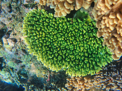 Acropora tenuis