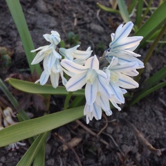 Puschkinia scilloides