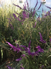 Salvia leucantha
