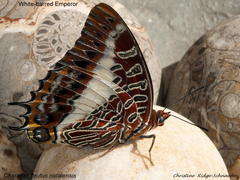 Charaxes brutus natalensis