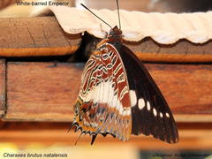 Charaxes brutus natalensis
