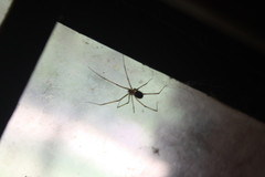 Pholcus phalangioides