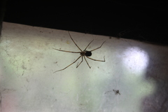 Pholcus phalangioides