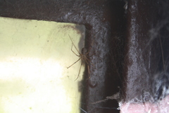 Pholcus phalangioides