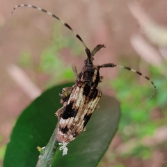 Blepephaeus succinctor