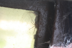 Pholcus phalangioides