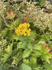 Solidago spithamaea