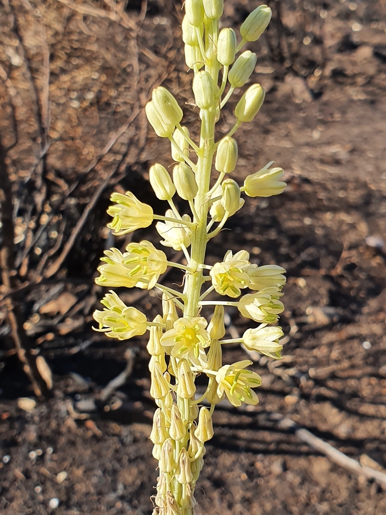 Drimia anthericoides, Constantine, DZ
