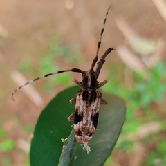 Blepephaeus succinctor