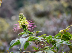 Cleome anomala