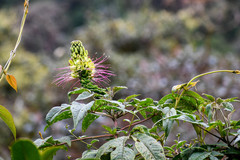Cleome anomala
