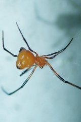 Argyrodes miniaceus