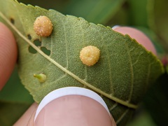 Caryomyia tuberculata