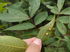 Caryomyia tuberculata