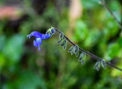 Salvia scutellarioides