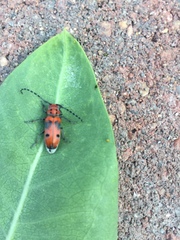Tetraopes annulatus