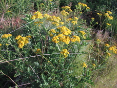 Senecio variifolius