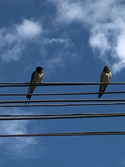 Hirundo rustica